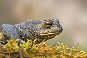 Amphibian Prints: Gewone pad, Common Toad, Bufo bufo