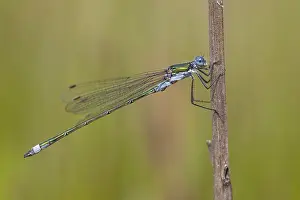 2014 Prints: Gewone pantserjuffer; Common Spreadwing; Lestes sponsa