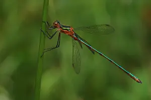 Zuyderduyn Prints: Gewone Pantserjuffer, Emerald Damselfly, Lestes sponsa