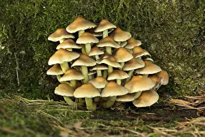 Rodelijst Prints: Gewone zwavelkop; Sulphur Tuft; Hypholoma fascicularis