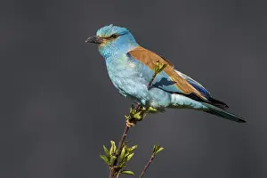Images Dated 23rd April 2018: Ghiandaia marina; Eurasian Roller; Coracias garrulus