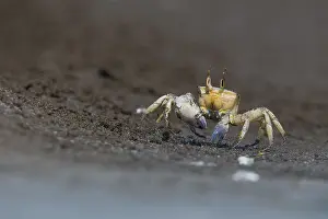 Crustaceans Prints: Ghost Crab