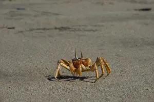 Culture Prints: A ghost crabs walks in the sand on the Skeleton Coast