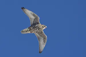 2009 Prints: Giervalk, Gyr Falcon, Falco rusticolus