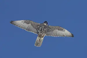 2009 Prints: Giervalk, Gyr Falcon, Falco rusticolus