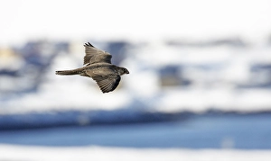 2009 Prints: Giervalk, Gyrfalcon, Falco rusticolus