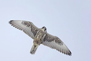Images Dated 13th March 2013: Giervalk, Gyrfalcon, Falco rusticolus