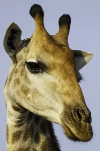 Giraf Prints: Giraffe