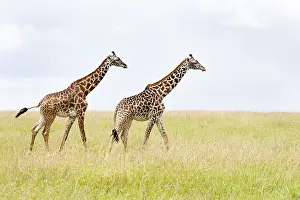 Images Dated 17th April 2013: Giraffe, Giraffa