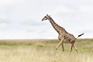 Images Dated 17th April 2013: Giraffe, Giraffa