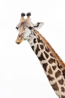 Images Dated 17th April 2013: Giraffe, Giraffa