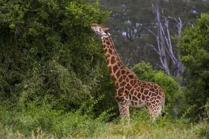 Herbivorous Prints: A Giraffe, Giraffa camelopardalis