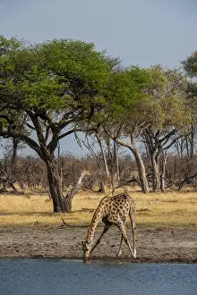 Images Dated 11th September 2012: A giraffe, Giraffa camelopardalis