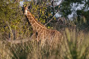 Botswana Prints: A giraffe, Giraffe camelopardalis