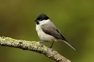 Poecile Prints: glanskop; marsh tit; parus palustris;