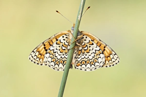Images Dated 23rd May 2023: Glanville Fritillary, Melitaea cinxia