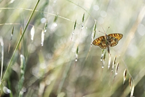 Images Dated 23rd May 2023: Glanville Fritillary, Melitaea cinxia
