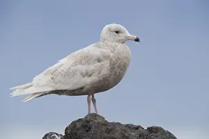 Glaucous Prints: Glaucous Gull