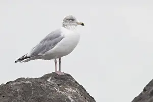 Glaucous Prints: Glaucous Gull