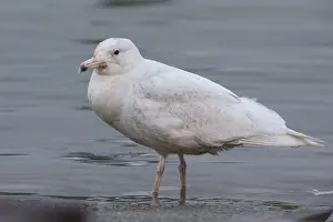 Glaucous Prints: Glaucous Gull