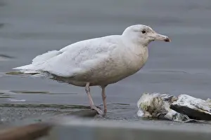 Glaucous Prints: Glaucous Gull