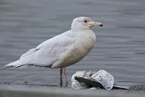 Glaucous Prints: Glaucous Gull