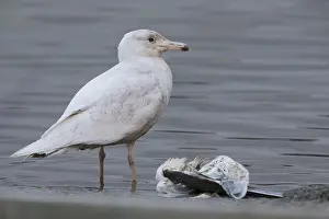 Glaucous Prints: Glaucous Gull