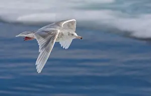 Images Dated 25th June 2014: Glaucous Gull, Larus hyperboreus