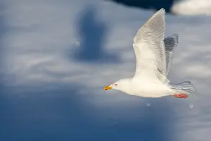 Images Dated 25th June 2014: Glaucous Gull, Larus hyperboreus