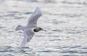 Images Dated 26th February 2017: Glaucous Gull, Larus hyperboreus