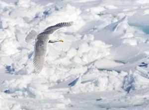 Images Dated 25th June 2014: Glaucous Gull, Larus hyperboreus