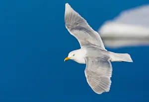 Images Dated 25th June 2014: Glaucous Gull, Larus hyperboreus