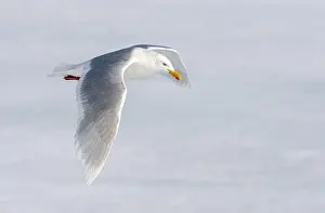 Images Dated 25th June 2014: Glaucous Gull, Larus hyperboreus