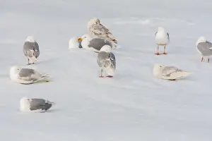 Images Dated 26th June 2014: Glaucous Gull, Larus hyperboreus