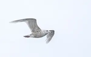 Images Dated 28th June 2014: Glaucous Gull, Larus hyperboreus