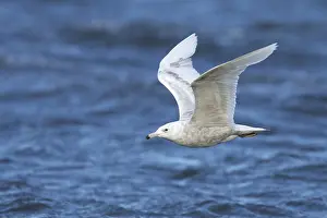 Images Dated 10th June 2018: Glaucous Gull, Larus hyperboreus