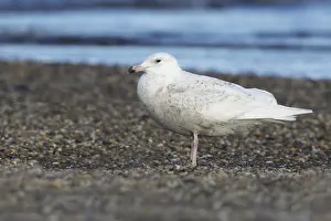 Images Dated 10th June 2018: Glaucous Gull, Larus hyperboreus