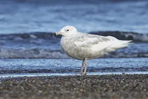 Images Dated 10th June 2018: Glaucous Gull, Larus hyperboreus