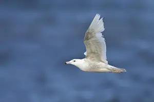 Images Dated 10th June 2018: Glaucous Gull, Larus hyperboreus
