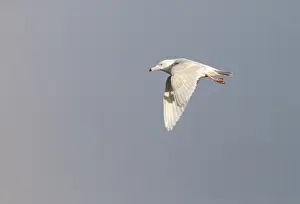 Images Dated 10th October 2018: Glaucous Gull, Larus hyperboreus