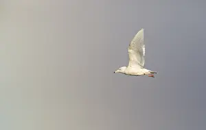 Images Dated 10th October 2018: Glaucous Gull, Larus hyperboreus