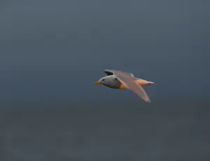 Images Dated 7th October 2018: Glaucous Gull, Larus hyperboreus