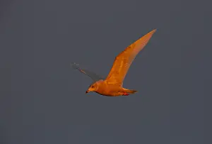 Images Dated 7th October 2018: Glaucous Gull, Larus hyperboreus