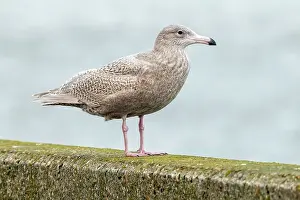 Glaucous Prints: Glaucous Gull, Larus hyperboreus