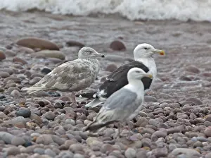 Images Dated 13th August 2011: Glaucous Gull, Larus hyperboreus hyperboreus