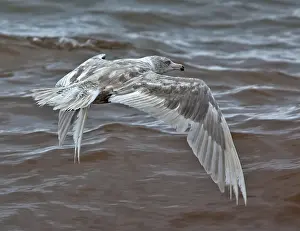Images Dated 13th August 2011: Glaucous Gull, Larus hyperboreus hyperboreus