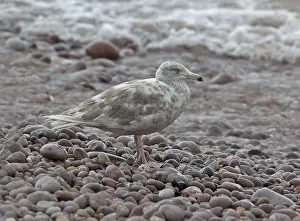 Images Dated 13th August 2011: Glaucous Gull, Larus hyperboreus hyperboreus