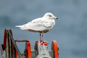 Glaucous Prints: Glaucous Gull, Larus hyperboreus hyperboreus
