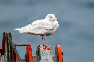 Glaucous Prints: Glaucous Gull, Larus hyperboreus hyperboreus