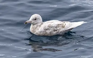 Glaucous Prints: Glaucous Gull, Larus hyperboreus hyperboreus